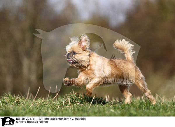 rennender Brsseler Griffon / running Brussels griffon / JH-20876