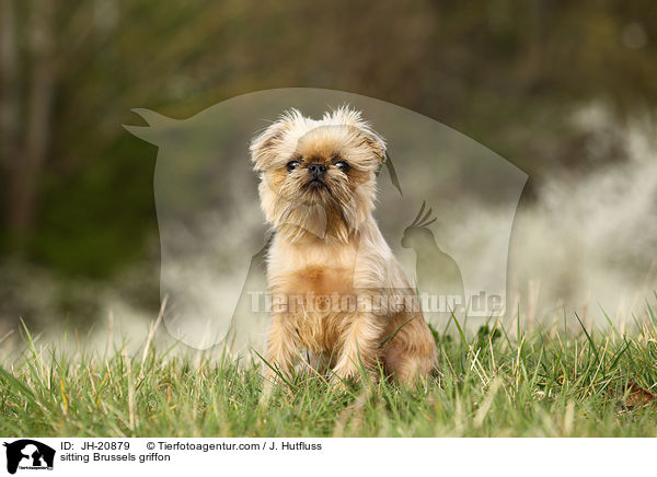 sitzender Brsseler Griffon / sitting Brussels griffon / JH-20879