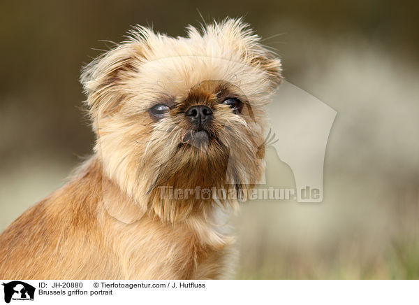 Brsseler Griffon Portrait / Brussels griffon portrait / JH-20880