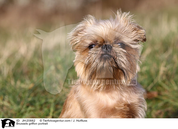 Brsseler Griffon Portrait / Brussels griffon portrait / JH-20882