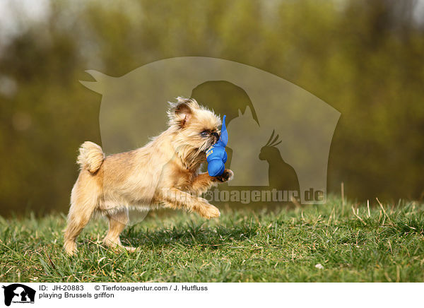 spielender Brsseler Griffon / playing Brussels griffon / JH-20883