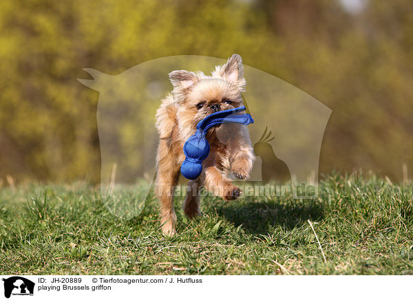 playing Brussels griffon / JH-20889