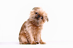 sitting Brussels griffon