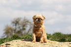 sitting Brussels griffon