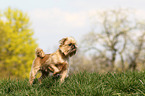 lying Brussels griffon