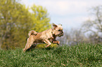 running Brussels griffon