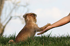 Brussels griffon gives paw