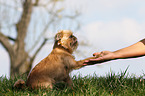 Brussels griffon gives paw