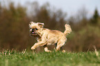 running Brussels griffon