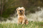 sitting Brussels griffon