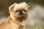 Brussels griffon portrait