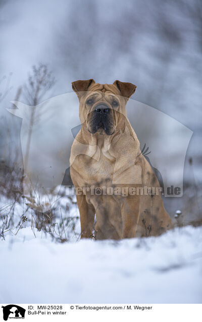 Bull-Pei in winter / MW-25028