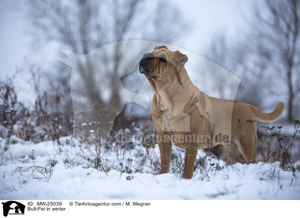 Bull-Pei im Winter / Bull-Pei in winter / MW-25039