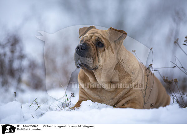 Bull-Pei im Winter / Bull-Pei in winter / MW-25041