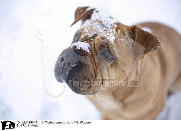 Bull-Pei in winter / MW-25047