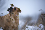 Bull-Pei in winter