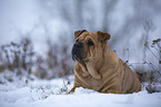 Bull-Pei in winter