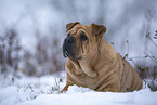 Bull-Pei in winter