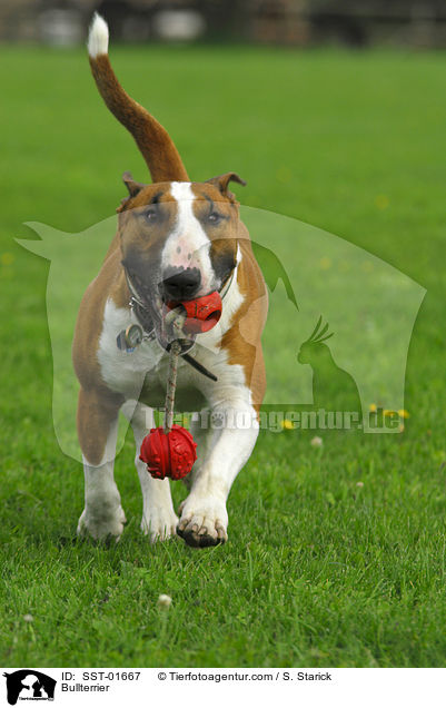 Bullterrier / Bullterrier / SST-01667