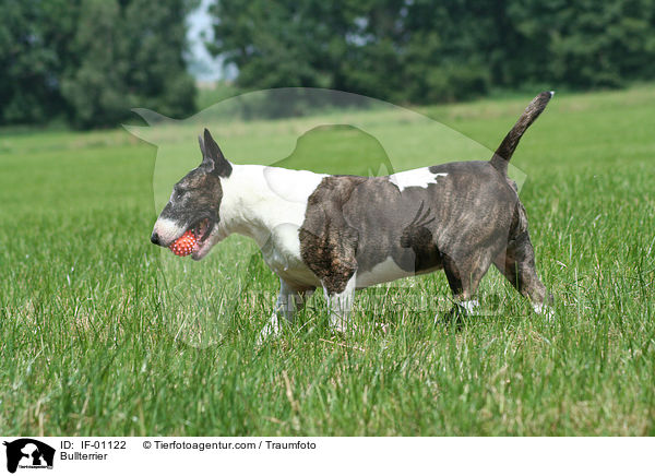 Bullterrier / IF-01122