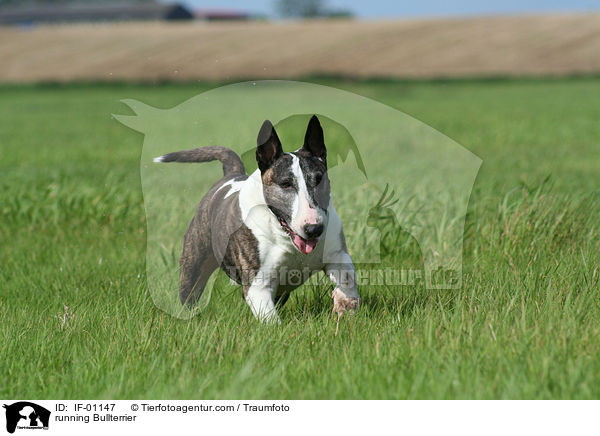 rennender Bullterrier / running Bullterrier / IF-01147