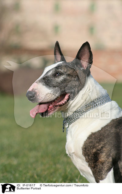 Bullterrier Portrait / Bullterrier Portrait / IF-01617