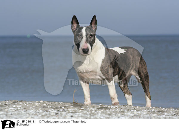 Bullterrier / Bullterrier / IF-01618