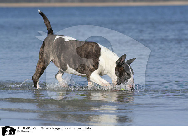 Bullterrier / Bullterrier / IF-01622