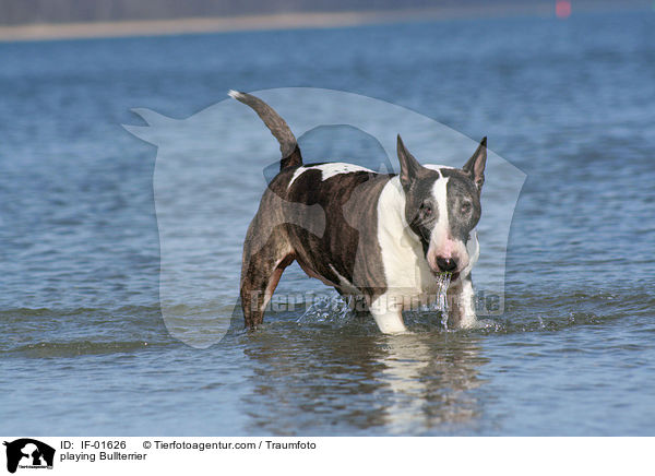 playing Bullterrier / IF-01626