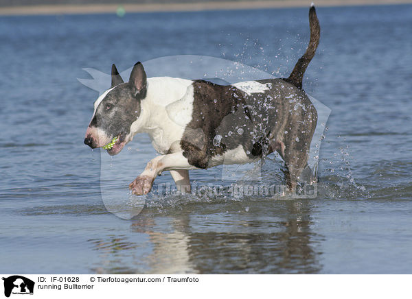 rennender Bullterrier / running Bullterrier / IF-01628