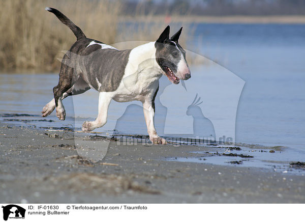 rennender Bullterrier / running Bullterrier / IF-01630