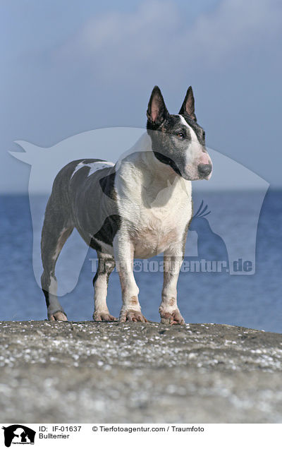 Bullterrier / Bullterrier / IF-01637