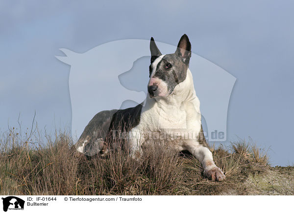 Bullterrier / Bullterrier / IF-01644
