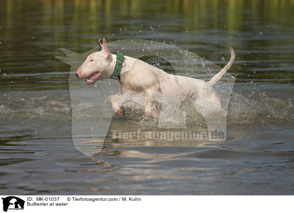 Bullterrier at water / MK-01037