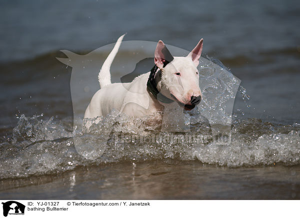 badender Bullterrier / bathing Bullterrier / YJ-01327