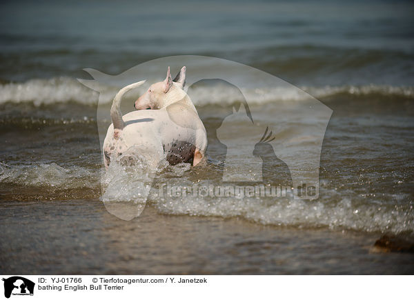 bathing English Bull Terrier / YJ-01766