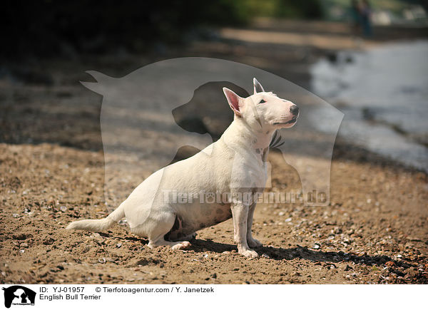 English Bull Terrier / YJ-01957