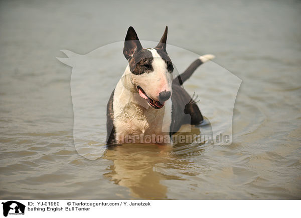 bathing English Bull Terrier / YJ-01960