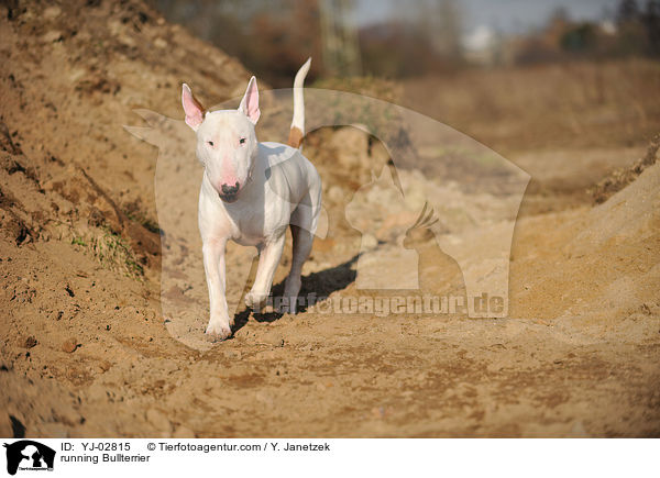 rennender Bullterrier / running Bullterrier / YJ-02815