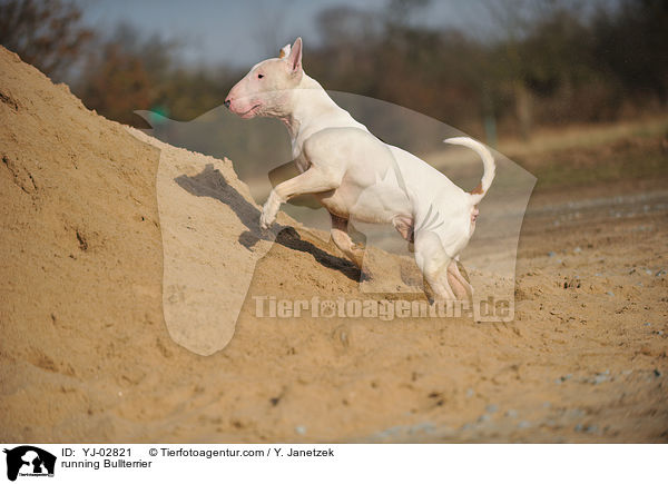 running Bullterrier / YJ-02821