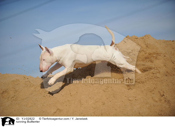 rennender Bullterrier / running Bullterrier / YJ-02822