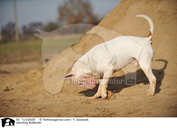 stehender Bullterrier / standing Bullterrier / YJ-02826