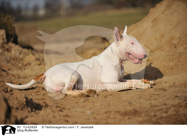 liegender Bullterrier / lying Bullterrier / YJ-02829