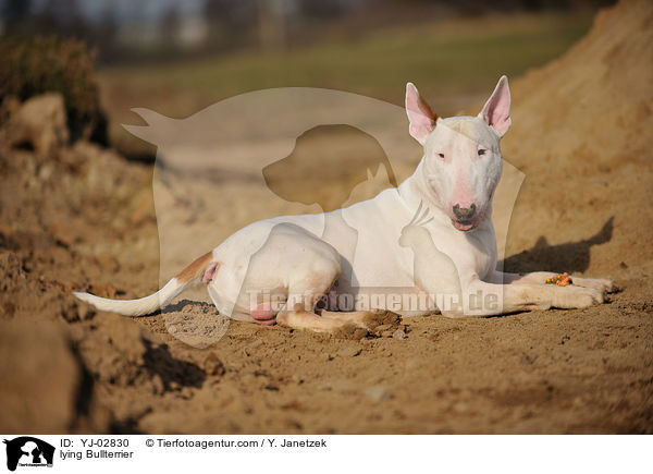 liegender Bullterrier / lying Bullterrier / YJ-02830