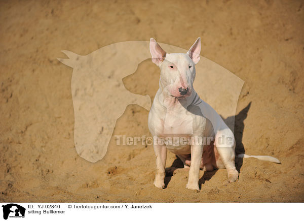 sitzender Bullterrierk / sitting Bullterrier / YJ-02840