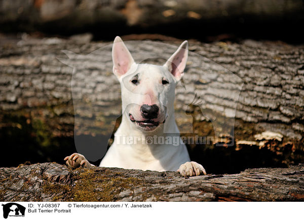 Bullterrier Portrait / Bull Terrier Portrait / YJ-08367