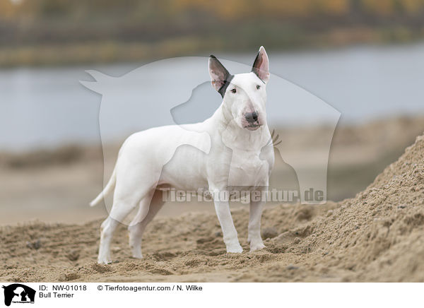 Bull Terrier / NW-01018