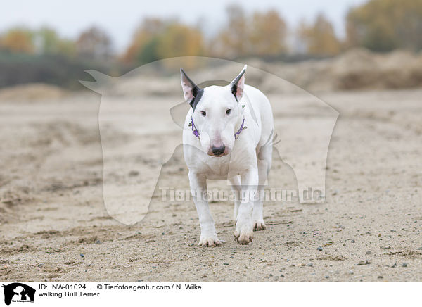 walking Bull Terrier / NW-01024