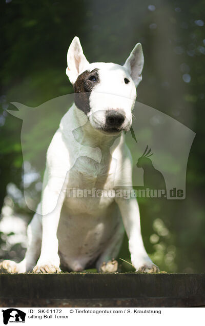 sitzender Bullterrier / sitting Bull Terrier / SK-01172