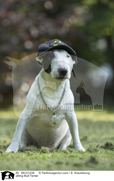 sitting Bull Terrier / SK-01238